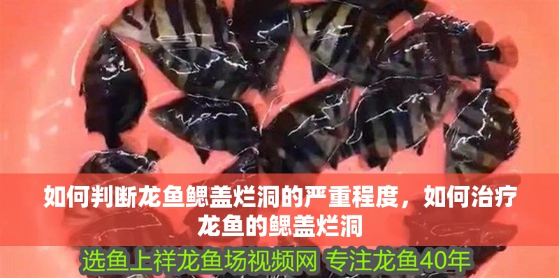 如何判斷龍魚鰓蓋爛洞的嚴重程度，如何治療龍魚的鰓蓋爛洞