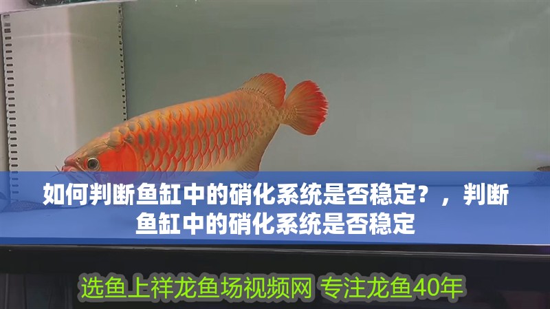 如何判斷魚缸中的硝化系統(tǒng)是否穩(wěn)定？，判斷魚缸中的硝化系統(tǒng)是否穩(wěn)定