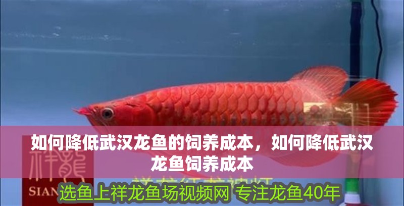 如何降低武漢龍魚(yú)的飼養(yǎng)成本，如何降低武漢龍魚(yú)飼養(yǎng)成本