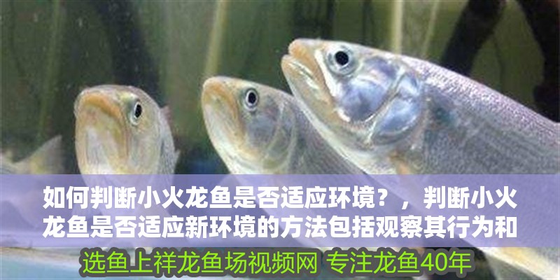 如何判斷小火龍魚是否適應環境？，判斷小火龍魚是否適應新環境的方法包括觀察其行為和生理反應