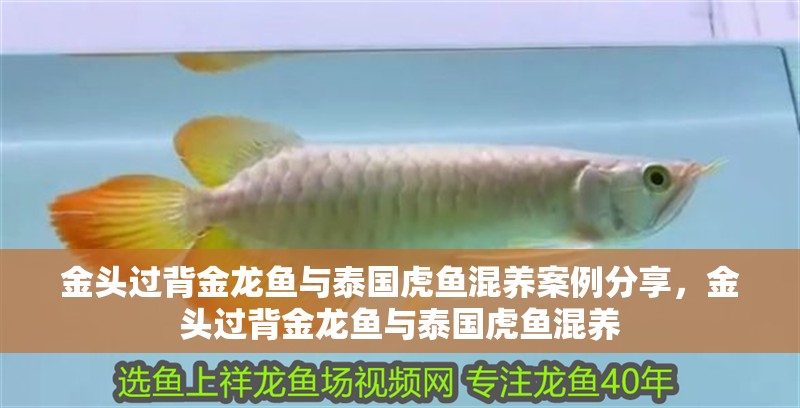 金頭過背金龍魚與泰國虎魚混養案例分享，金頭過背金龍魚與泰國虎魚混養