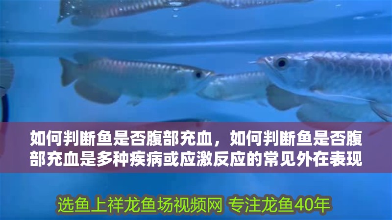 如何判斷魚是否腹部充血，如何判斷魚是否腹部充血是多種疾病或應激反應的常見外在表現