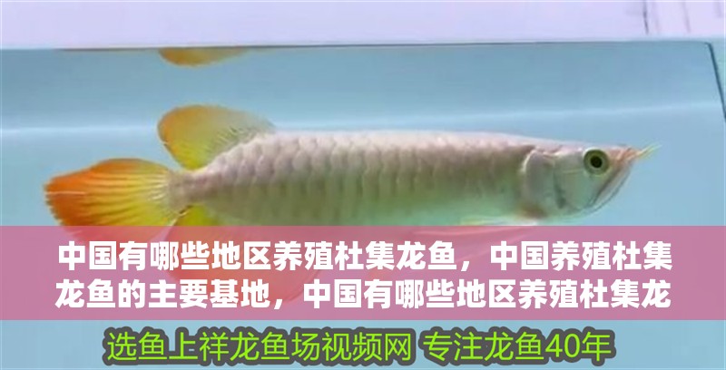 中國有哪些地區養殖杜集龍魚，中國養殖杜集龍魚的主要基地，中國有哪些地區養殖杜集龍魚