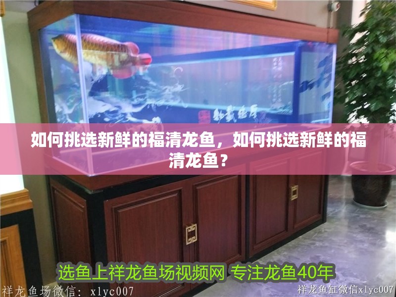 如何挑選新鮮的福清龍魚，如何挑選新鮮的福清龍魚？