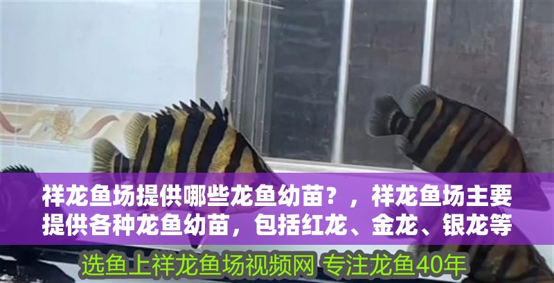 祥龍魚場提供哪些龍魚幼苗？，祥龍魚場主要提供各種龍魚幼苗，包括紅龍、金龍、銀龍等品種