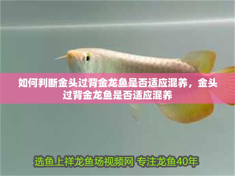 如何判斷金頭過背金龍魚是否適應(yīng)混養(yǎng)，金頭過背金龍魚是否適應(yīng)混養(yǎng)