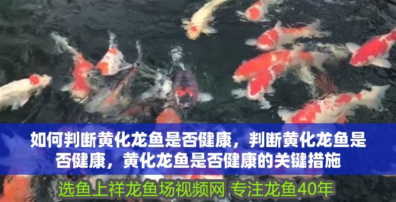 如何判斷黃化龍魚是否健康，判斷黃化龍魚是否健康，黃化龍魚是否健康的關鍵措施