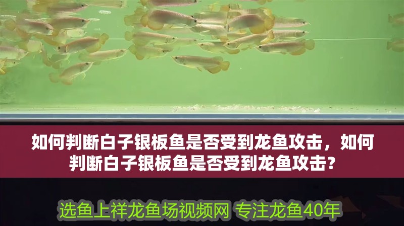 如何判斷白子銀板魚是否受到龍魚攻擊，如何判斷白子銀板魚是否受到龍魚攻擊？