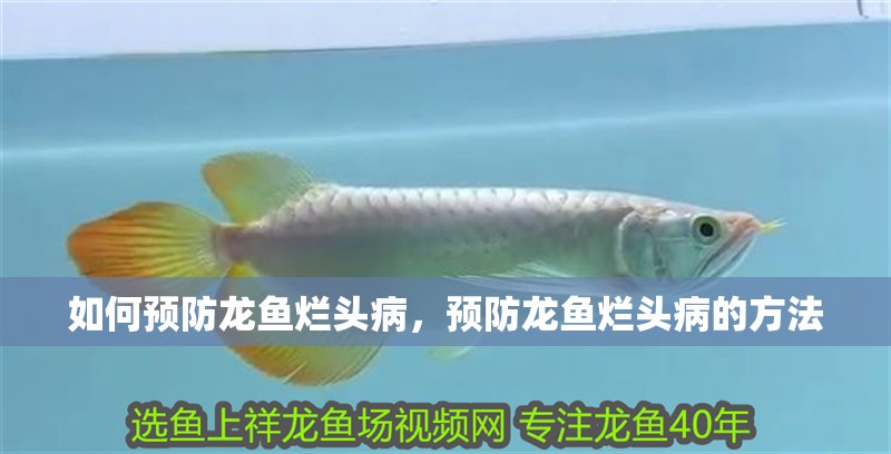 如何預防龍魚爛頭病，預防龍魚爛頭病的方法