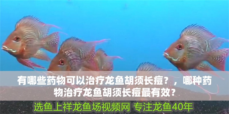 有哪些藥物可以治療龍魚胡須長痘？，哪種藥物治療龍魚胡須長痘最有效？