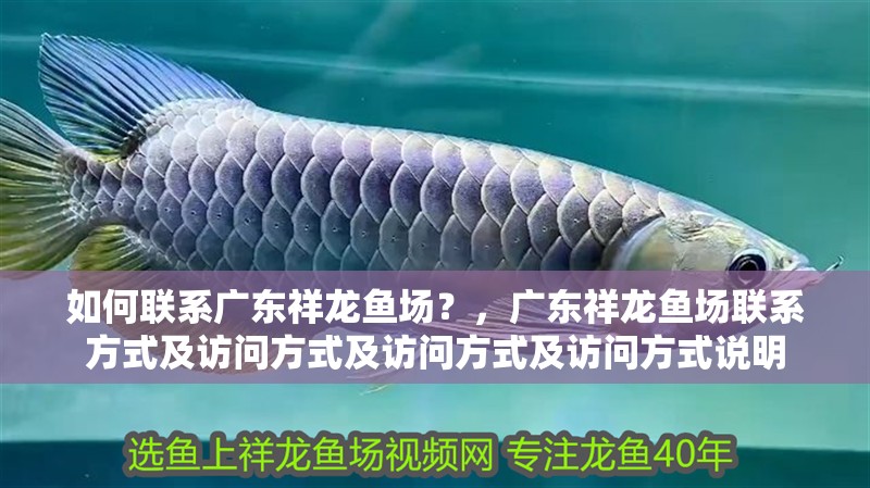 如何聯系廣東祥龍魚場？，廣東祥龍魚場聯系方式及訪問方式及訪問方式及訪問方式說明