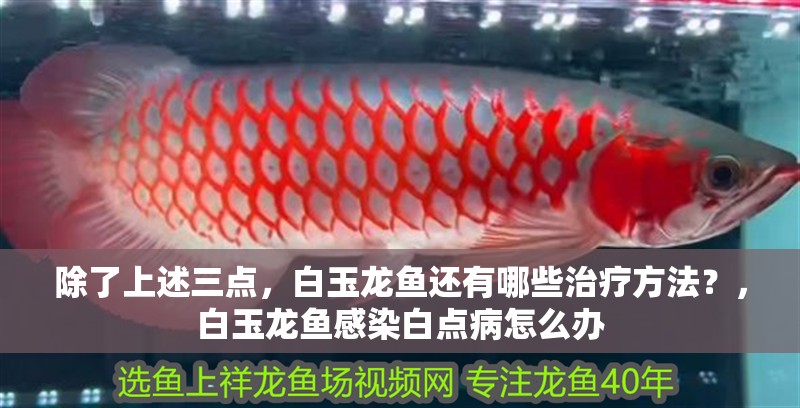 除了上述三點，白玉龍魚還有哪些治療方法？，白玉龍魚感染白點病怎么辦