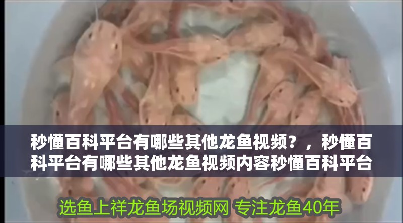 秒懂百科平臺(tái)有哪些其他龍魚(yú)視頻？，秒懂百科平臺(tái)有哪些其他龍魚(yú)視頻內(nèi)容秒懂百科平臺(tái)