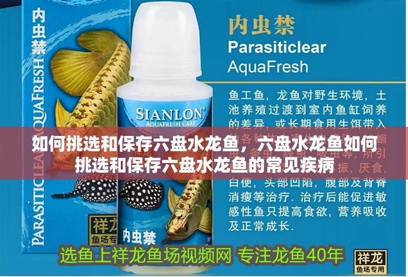 如何挑選和保存六盤水龍魚，六盤水龍魚如何挑選和保存六盤水龍魚的常見疾病