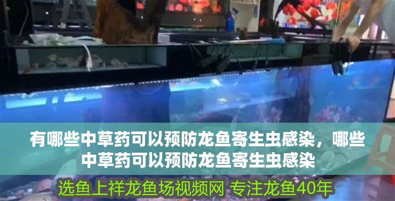 有哪些中草藥可以預防龍魚寄生蟲感染,哪些中草藥可以預防龍魚寄生蟲感染