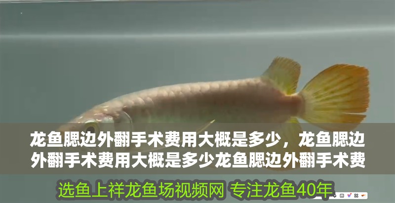 龍魚(yú)腮邊外翻手術(shù)費(fèi)用大概是多少，龍魚(yú)腮邊外翻手術(shù)費(fèi)用大概是多少龍魚(yú)腮邊外翻手術(shù)費(fèi)用大概多少