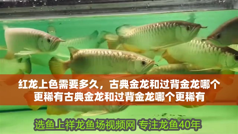 紅龍上色需要多久，古典金龍和過背金龍哪個更稀有古典金龍和過背金龍哪個更稀有