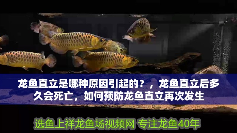 龍魚直立是哪種原因引起的？，龍魚直立后多久會死亡，如何預防龍魚直立再次發生