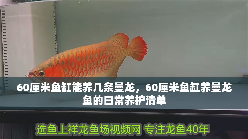 60厘米魚缸能養幾條曼龍，60厘米魚缸養曼龍魚的日常養護清單