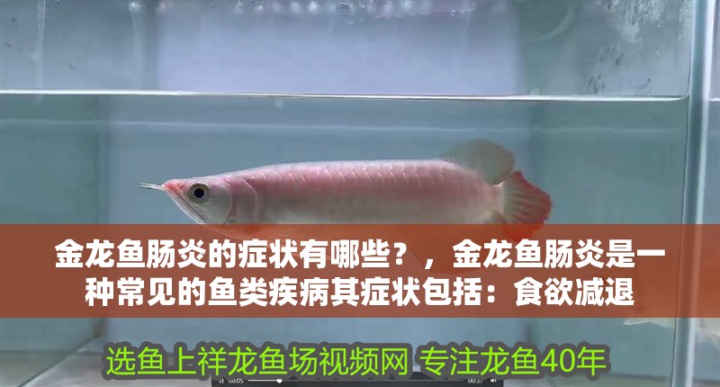 金龍魚腸炎的癥狀有哪些？，金龍魚腸炎是一種常見的魚類疾病其癥狀包括：食欲減退