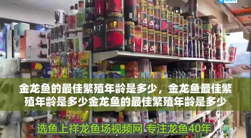 金龍魚的最佳繁殖年齡是多少，金龍魚最佳繁殖年齡是多少金龍魚的最佳繁殖年齡是多少