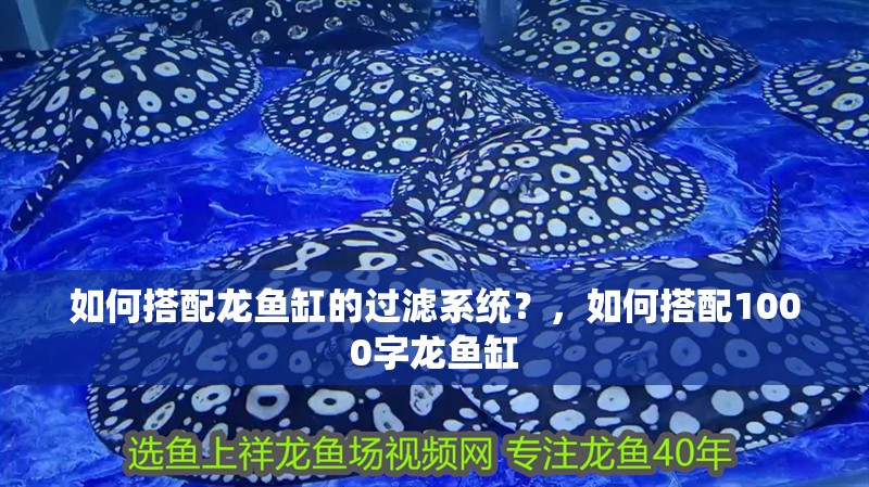 如何搭配龍魚缸的過濾系統？，如何搭配1000字龍魚缸