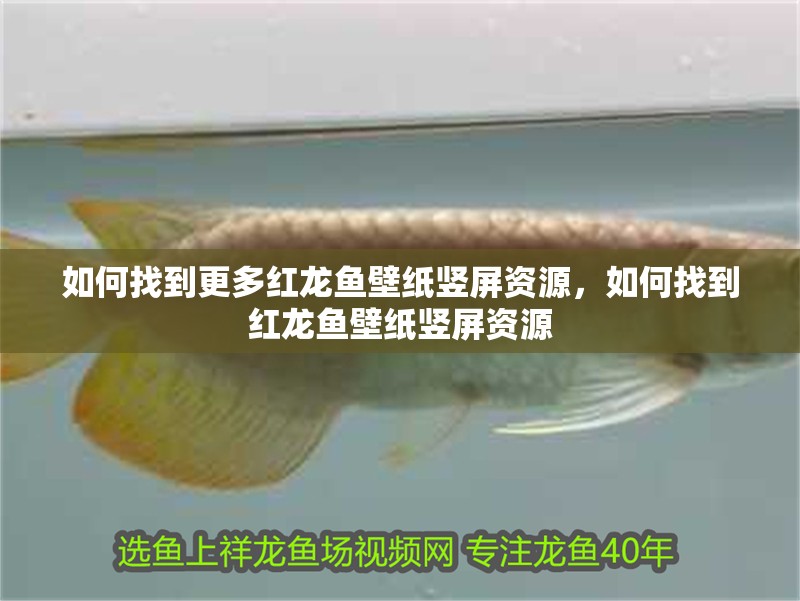 如何找到更多紅龍魚壁紙豎屏資源，如何找到紅龍魚壁紙豎屏資源