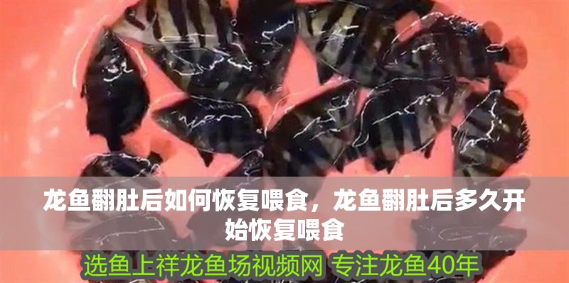 龍魚翻肚后如何恢復喂食，龍魚翻肚后多久開始恢復喂食