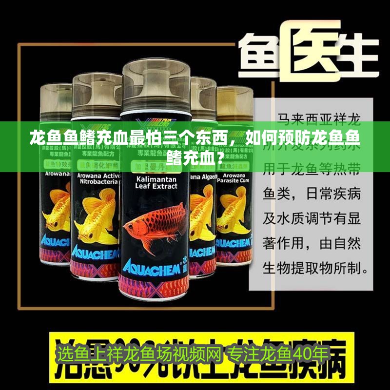 龍魚魚鰭充血最怕三個東西，如何預(yù)防龍魚魚鰭充血？