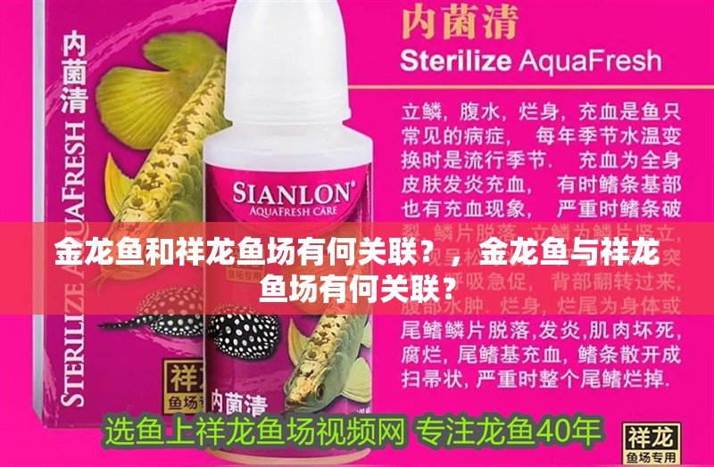 金龍魚和祥龍魚場有何關聯？，金龍魚與祥龍魚場有何關聯？