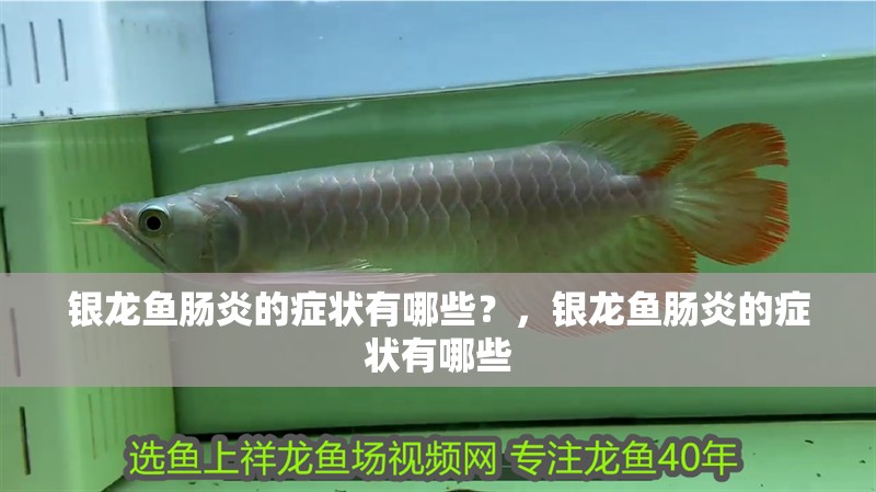 銀龍魚腸炎的癥狀有哪些？，銀龍魚腸炎的癥狀有哪些