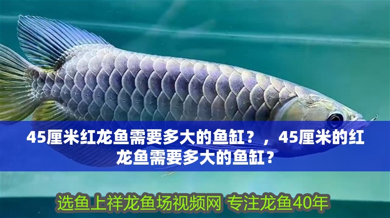 45厘米紅龍魚需要多大的魚缸？，45厘米的紅龍魚需要多大的魚缸？
