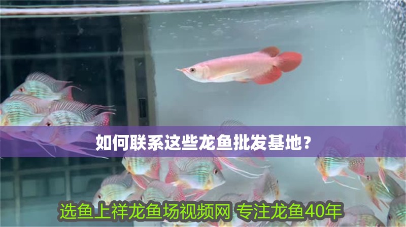 如何聯(lián)系這些龍魚批發(fā)基地？