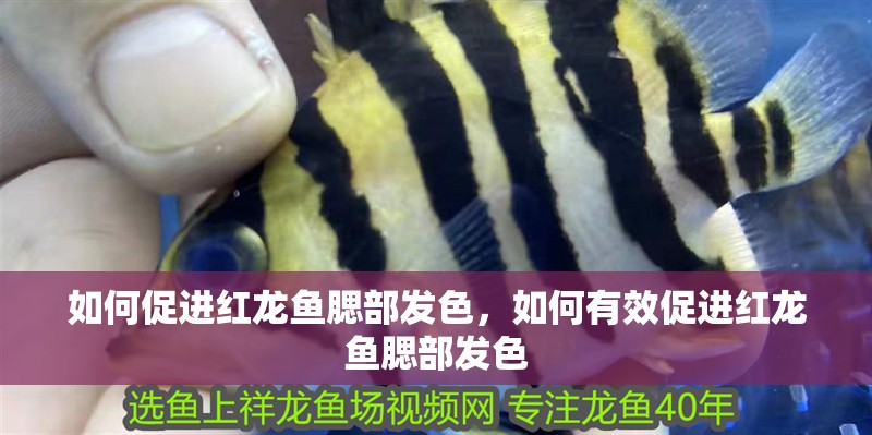 如何促進紅龍魚腮部發色，如何有效促進紅龍魚腮部發色