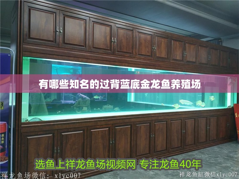 有哪些知名的過背藍底金龍魚養殖場