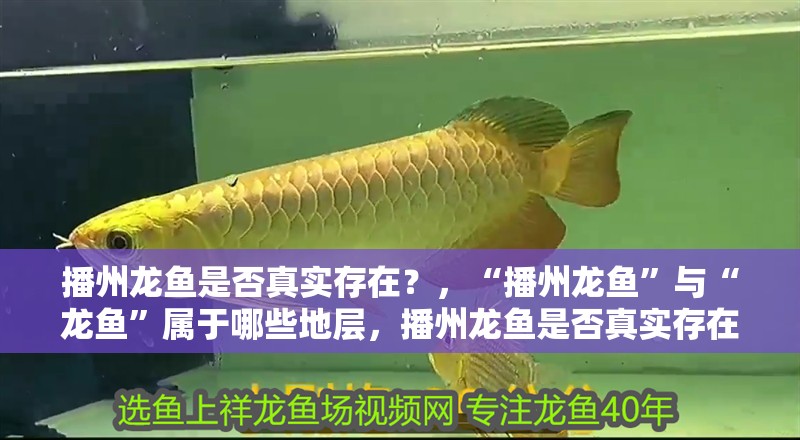 播州龍魚是否真實存在？，“播州龍魚”與“龍魚”屬于哪些地層，播州龍魚是否真實存在