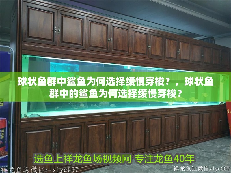 球狀魚(yú)群中鯊魚(yú)為何選擇緩慢穿梭？，球狀魚(yú)群中的鯊魚(yú)為何選擇緩慢穿梭？