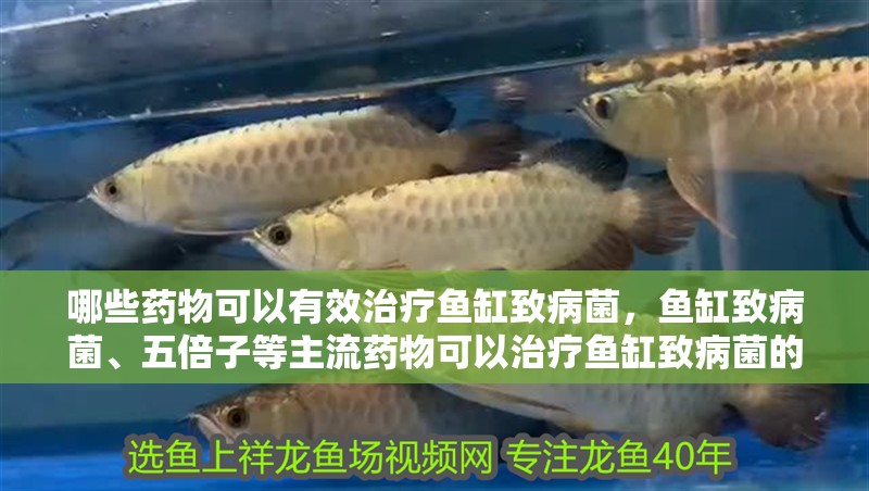 哪些藥物可以有效治療魚缸致病菌，魚缸致病菌、五倍子等主流藥物可以治療魚缸致病菌的完整藥物清單