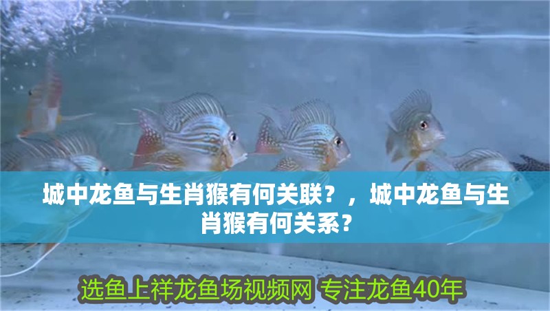 城中龍魚與生肖猴有何關(guān)聯(lián)？，城中龍魚與生肖猴有何關(guān)系？
