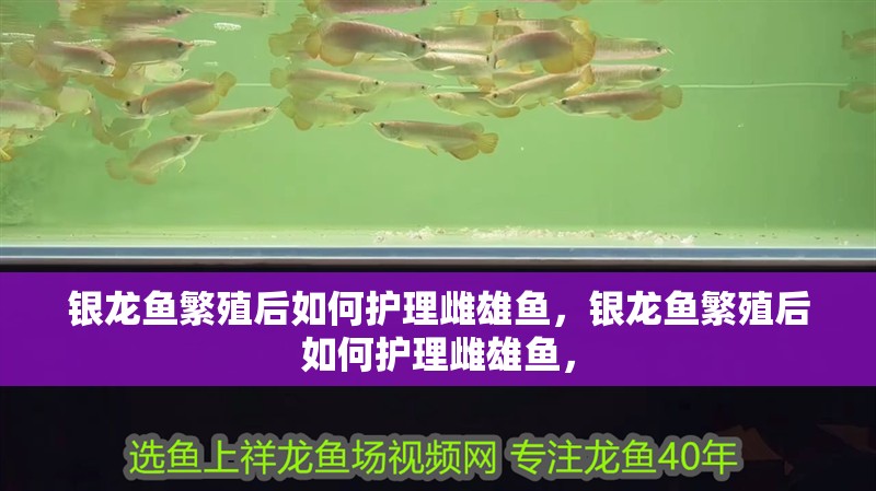 銀龍魚繁殖后如何護(hù)理雌雄魚，銀龍魚繁殖后如何護(hù)理雌雄魚，