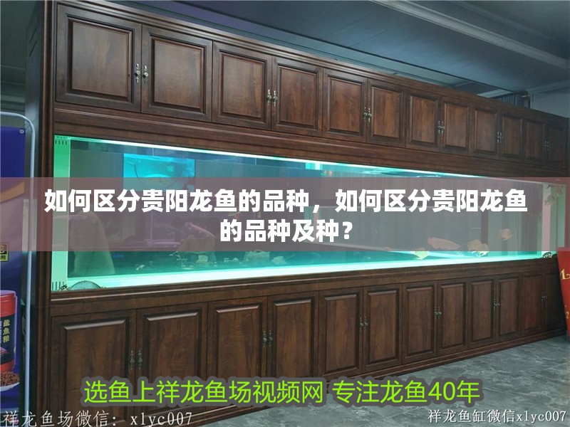 如何區分貴陽龍魚的品種，如何區分貴陽龍魚的品種及種？