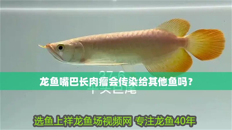 龍魚嘴巴長肉瘤會傳染給其他魚嗎？