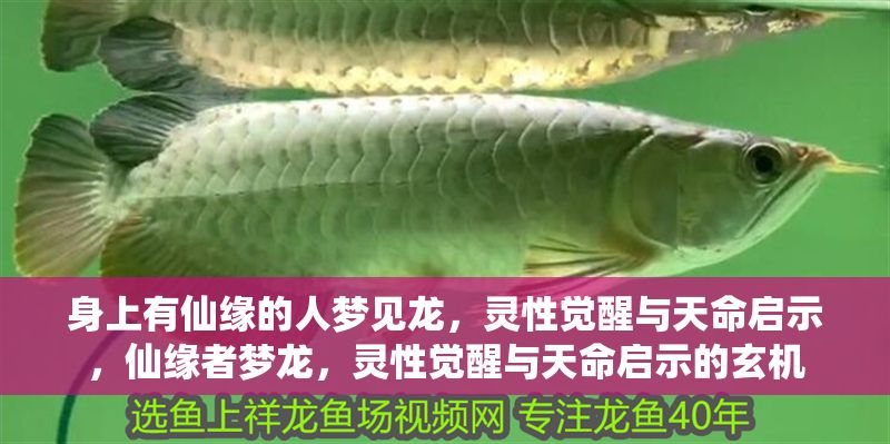 身上有仙緣的人夢見龍，靈性覺醒與天命啟示，仙緣者夢龍，靈性覺醒與天命啟示的玄機