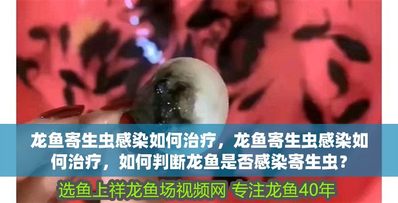 龍魚寄生蟲感染如何治療，龍魚寄生蟲感染如何治療，如何判斷龍魚是否感染寄生蟲？
