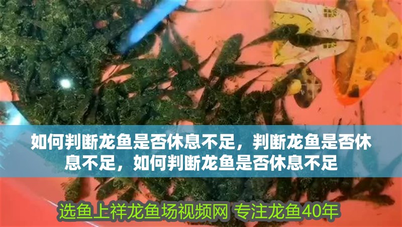 如何判斷龍魚是否休息不足，判斷龍魚是否休息不足，如何判斷龍魚是否休息不足