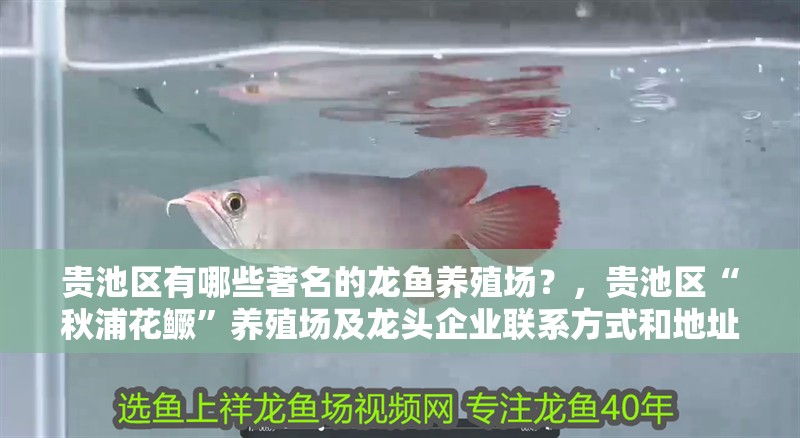 貴池區有哪些著名的龍魚養殖場？，貴池區“秋浦花鱖”養殖場及龍頭企業聯系方式和地址清單