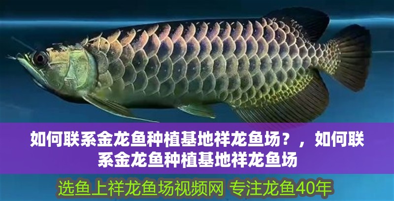 如何聯(lián)系金龍魚種植基地祥龍魚場？，如何聯(lián)系金龍魚種植基地祥龍魚場