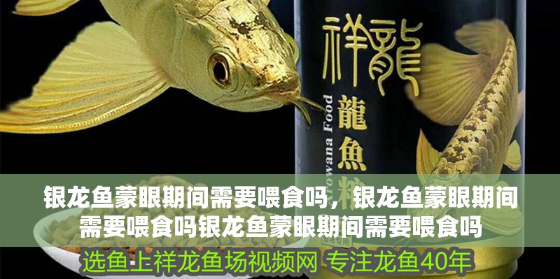 銀龍魚蒙眼期間需要喂食嗎，銀龍魚蒙眼期間需要喂食嗎銀龍魚蒙眼期間需要喂食嗎
