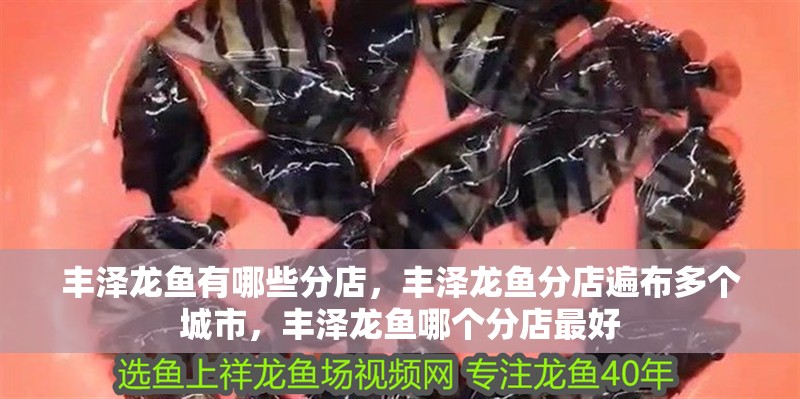 豐澤龍魚有哪些分店，豐澤龍魚分店遍布多個城市，豐澤龍魚哪個分店最好