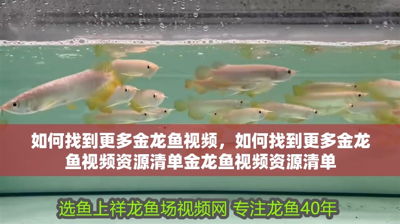 如何找到更多金龍魚視頻，如何找到更多金龍魚視頻資源清單金龍魚視頻資源清單